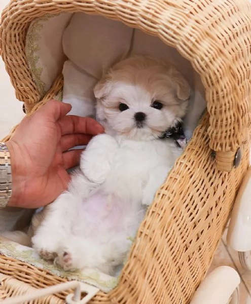 Cuccioli di Maltese toy in miniatura, carini e affascinanti, con pedigree