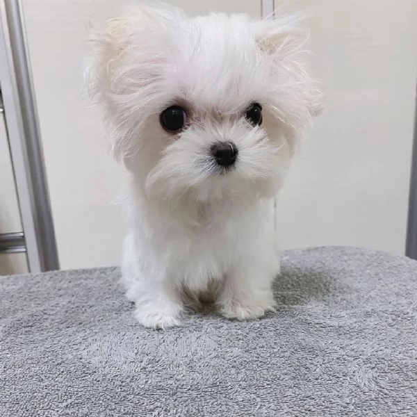 Cuccioli di Maltese toy in miniatura, carini e affascinanti, con pedigree | Foto 1