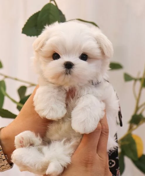 Cuccioli di Maltese toy in miniatura, carini e affascinanti, con pedigree | Foto 0
