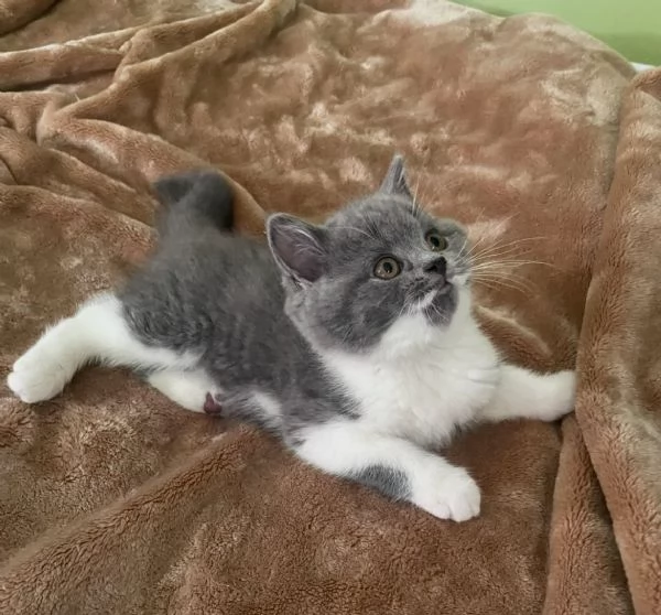 Due cucciole british shorthair