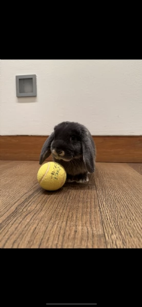 REGALO CUCCIOLO ARIETE NANO