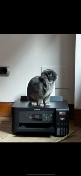 REGALO CUCCIOLO ARIETE NANO | Foto 2