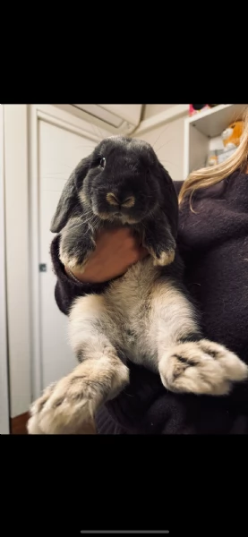 REGALO CUCCIOLO ARIETE NANO | Foto 1