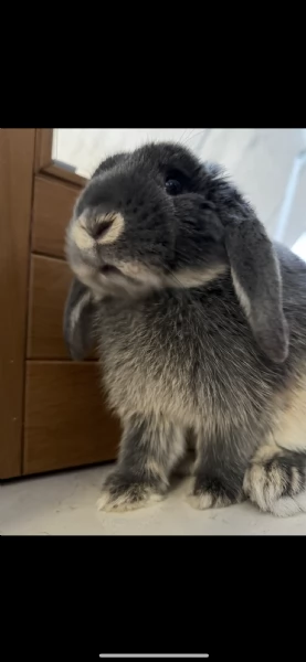 REGALO CUCCIOLO ARIETE NANO | Foto 0