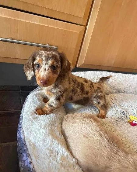 Adorabile cucciolo di bassotto in cerca di adozione