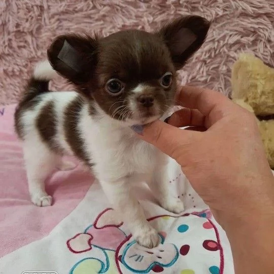 Adorabile cucciolo di chihuahua in cerca di adozione
