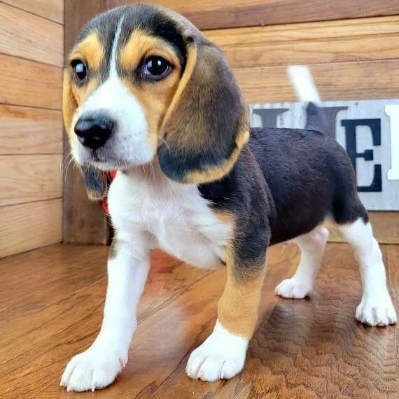 Adorabile cucciolo di beagle in adozione whatsapp +[hidden]