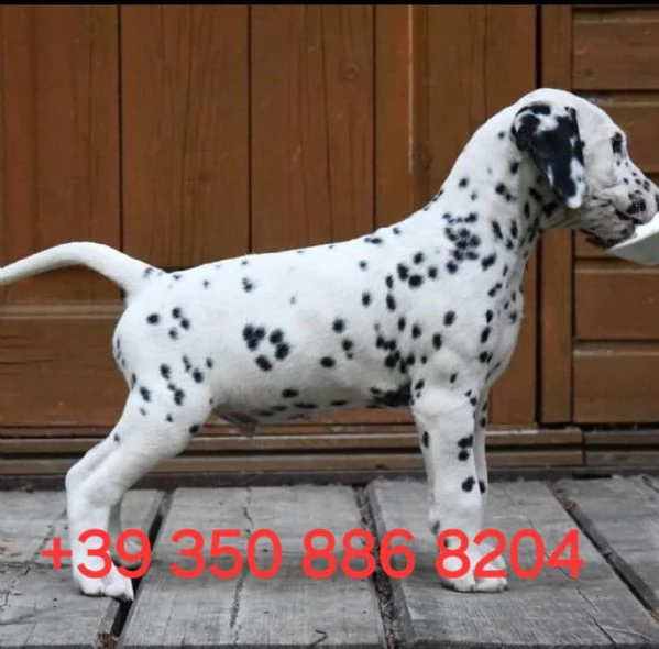 Adorabile cucciolo di dalmata in cerca di adozione +[hidden]