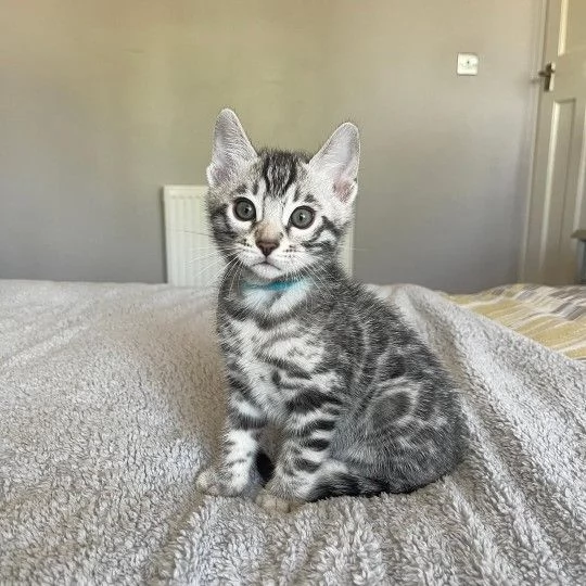 Adorabile gattino del Bengala in cerca di adozione +[hidden]