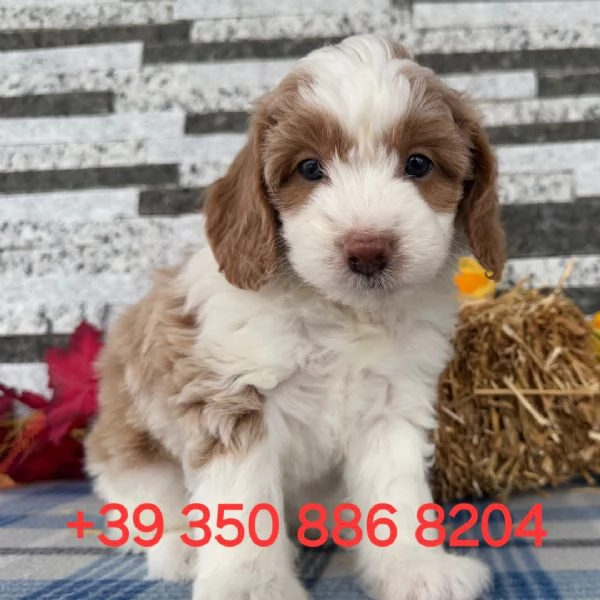 Adorabile cucciolo di Golden doodle in adozione +[hidden]