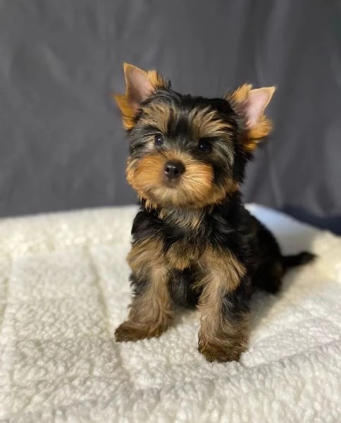 Adorabile cucciolo di yorkshire in cerca di adozione +[hidden]