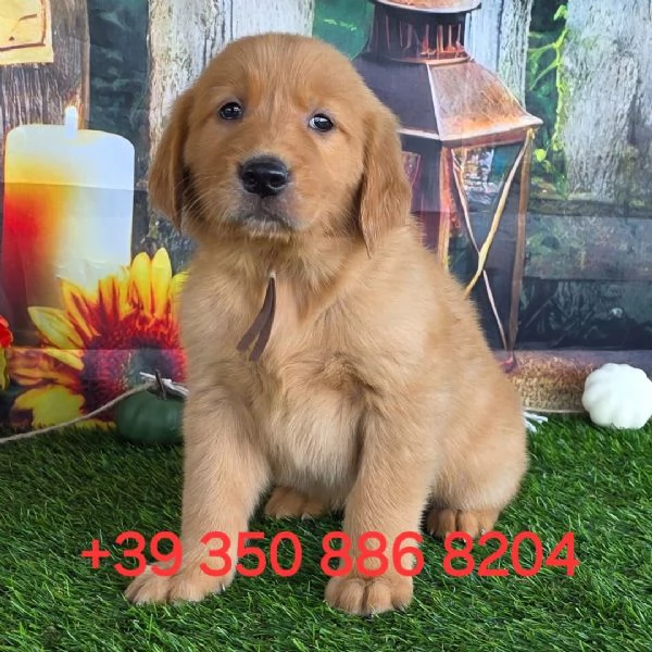 Adorabile cucciolo di Golden Retriever in cerca di adozione +[hidden]