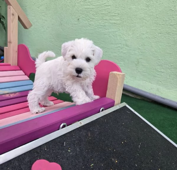 Adorabile cucciolo di schauzer in miniatura in cerca di adozione +[hidden]