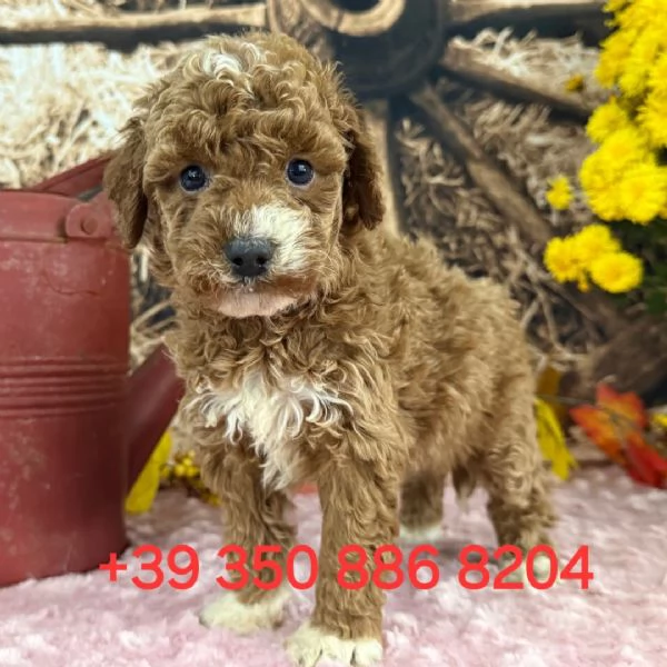 Adorabile cucciolo di Golden Doodle in cerca di adozione  +[hidden]