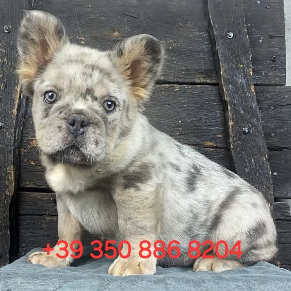 Adorabile cucciolo di bulldog francese in cerca di adozione