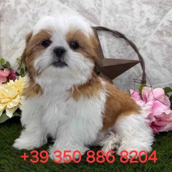Adorabile cucciolo di shih tzu in cerca di adozione