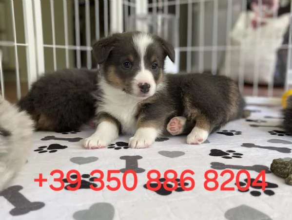 Adorabile cucciolo di corgi in cerca di adozione