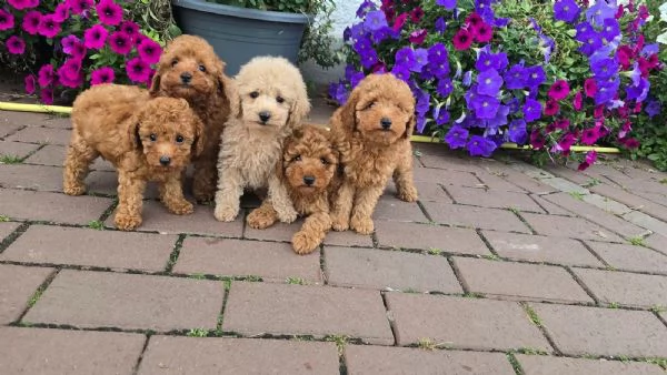 Meravigliosi e Dolcissimi Cuccioli di Barboncino Toy | Foto 1