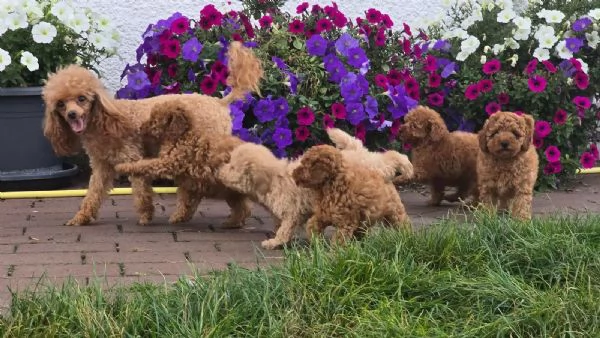 Meravigliosi e Dolcissimi Cuccioli di Barboncino Toy | Foto 0