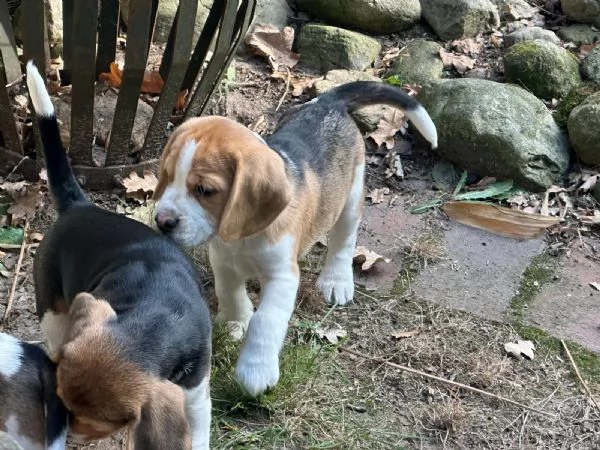 Cuccioli di Beagle in cerca di una casa amorevole! | Foto 1