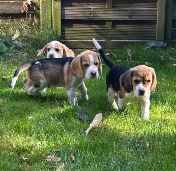 Cuccioli di Beagle in cerca di una casa amorevole!