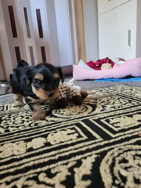 2 bellissimi cuccioli di Yorkshire femmina e maschio in adozione gratuita | Foto 1