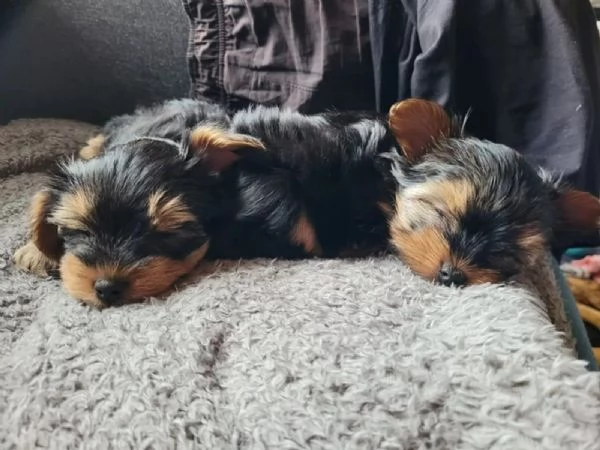 2 bellissimi cuccioli di Yorkshire femmina e maschio in adozione gratuita | Foto 0