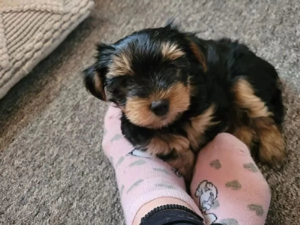 2 bellissimi cuccioli di Yorkshire femmina e maschio in adozione gratuita