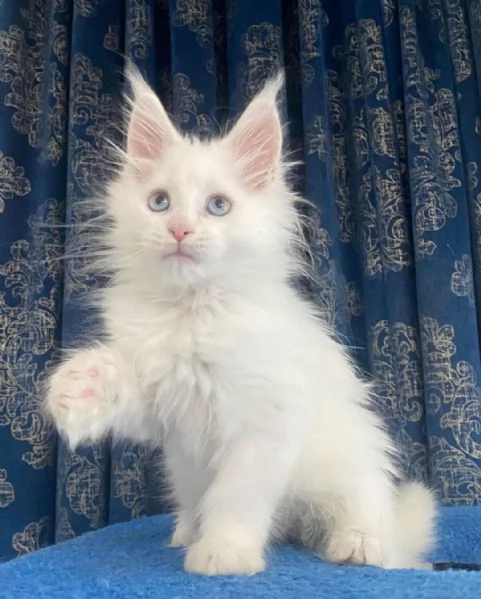 Gatti Mainecoon sani