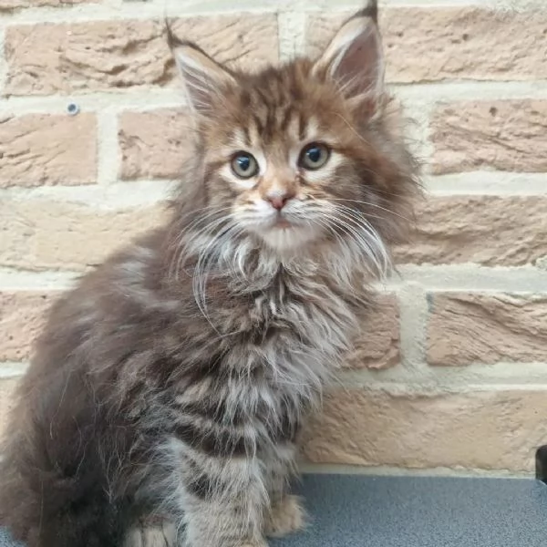 Gatti Mainecoon sani | Foto 0