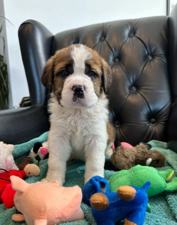 Fantastici cuccioli di San Bernardo