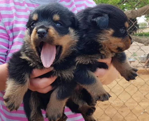 Cuccioli di Rottweiler di prima qualità in vendita
