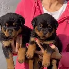 Cuccioli di Rottweiler di prima qualità in vendita | Foto 0