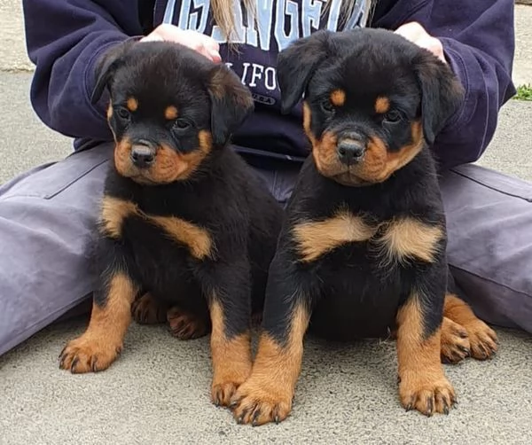Adorabili cuccioli di Rottweiler in vendita | Foto 0