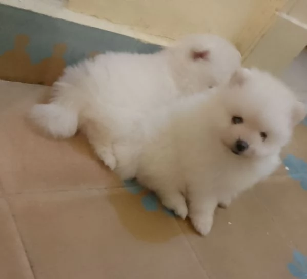 Cuccioli di Spitz nani di pomenaria con pedigree 