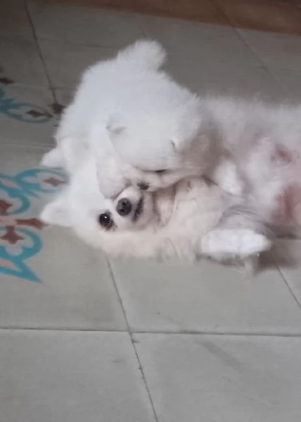 Cuccioli di Spitz nani di pomenaria con pedigree  | Foto 1