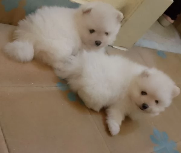 Cuccioli di Spitz nani di pomenaria con pedigree  | Foto 0