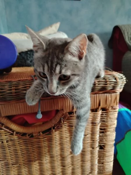 Lulu Dolcissima e Coccolona Gattina Tigrata Chiara