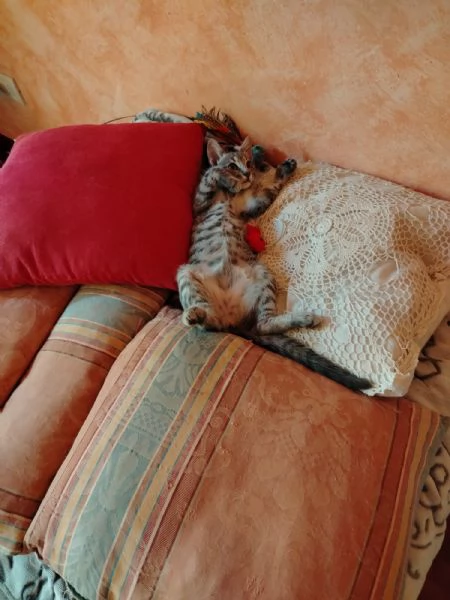 Lulu Dolcissima e Coccolona Gattina Tigrata Chiara | Foto 1