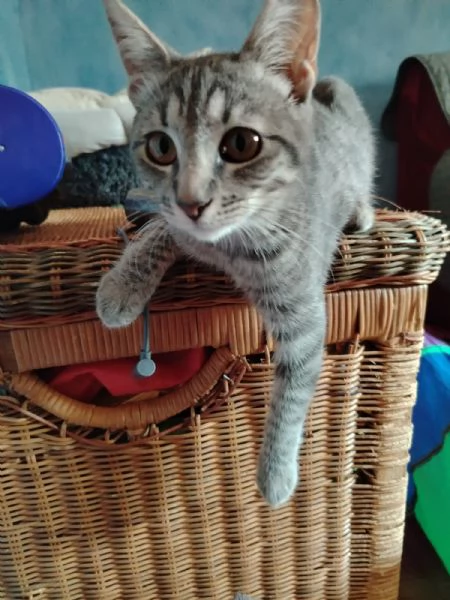 Lulu Dolcissima e Coccolona Gattina Tigrata Chiara | Foto 0