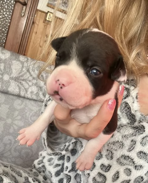 Cuccioli Amstaff