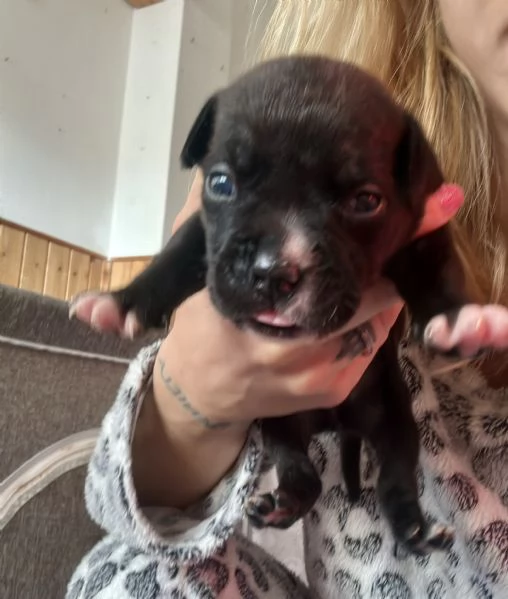 Cuccioli Amstaff | Foto 1