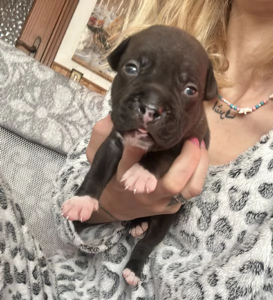 Cuccioli Amstaff | Foto 0