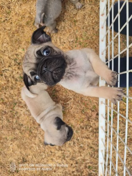 Carlino (Pug) (cuccioli maschio e femmina)
