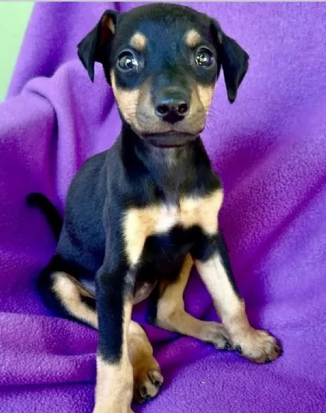 Pinscher Mini (cuccioli maschio e femmina) | Foto 2