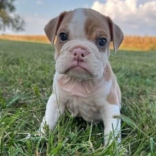 Bulldog Inglese (cuccioli maschio e femmina)