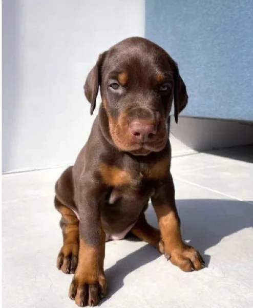 Dobermann (cuccioli maschio e femmina) | Foto 0