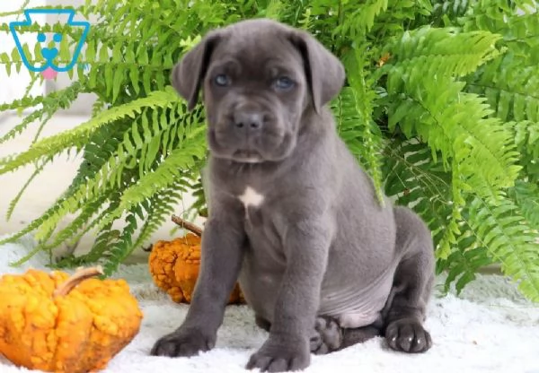 Cane Corso (cuccioli maschio e femmina)