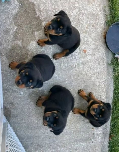 Rottweiler (cuccioli maschio e femmina) | Foto 1
