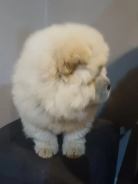 Chow chow  (cuccioli maschio e femmina) | Foto 0
